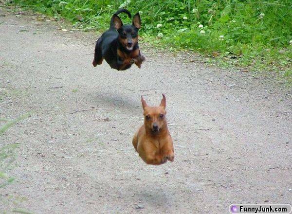 hoverdogs.jpg