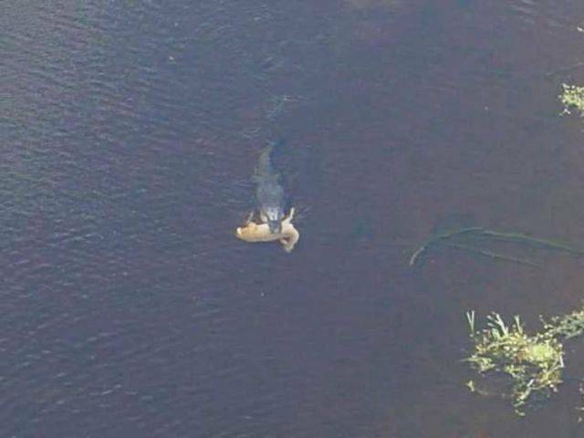 mgilmangator1.jpg