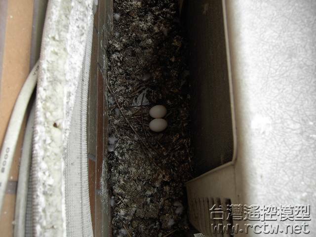 兩顆蛋蛋