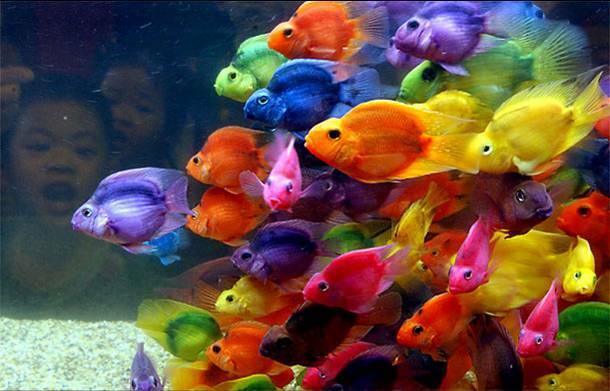 七彩魚.jpg