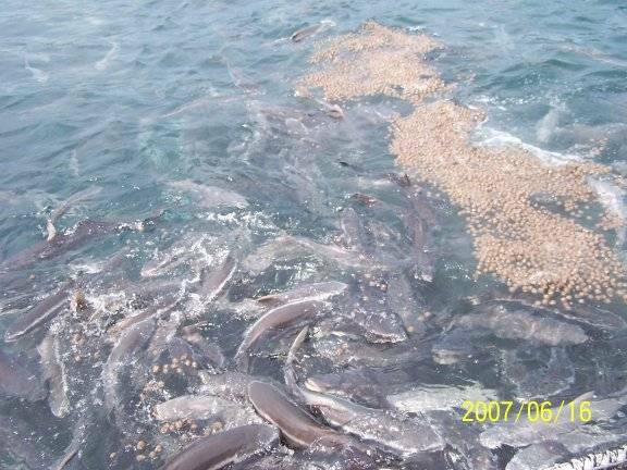參觀箱網養殖的海麗魚