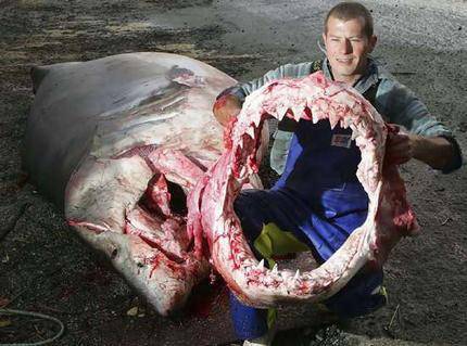 60658-shark_wideweb__430x31911.jpg