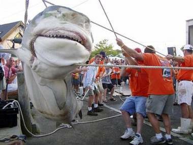 60658-shark11.jpg