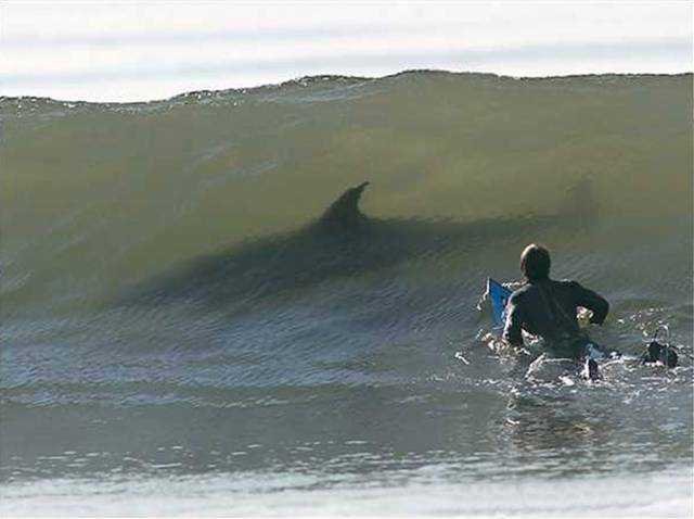 60658-shark2.jpg
