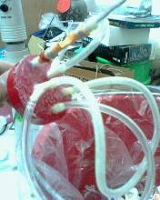 IMG0142A.jpg