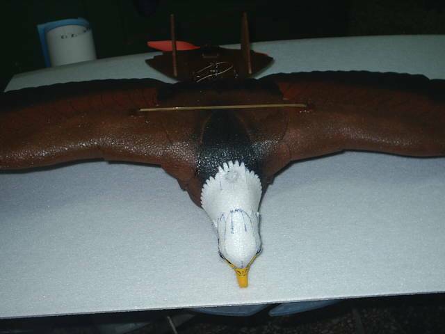 hawk-3.jpg