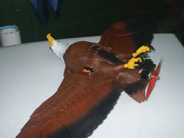 hawk-4.jpg