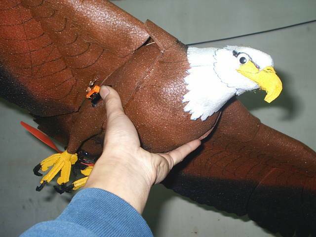 hawk-1.jpg