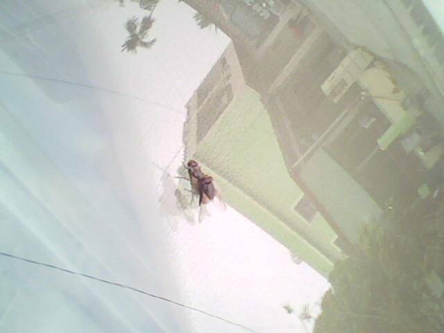 IMG0024A.jpg