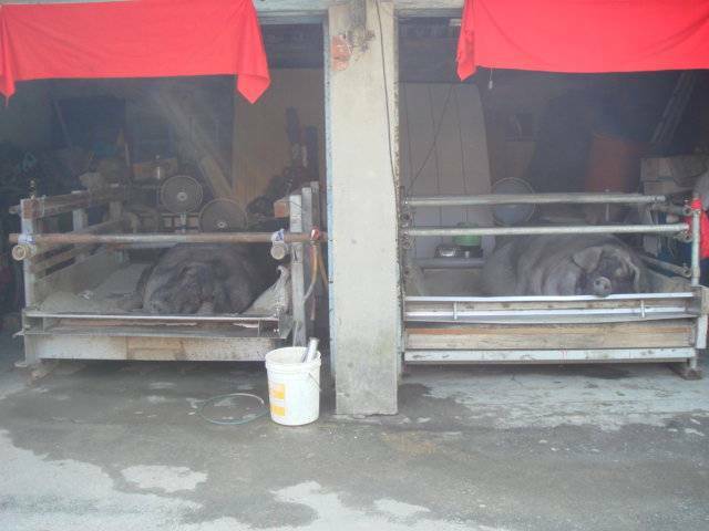 左邊為8等右邊特等 左邊為8等右邊特等