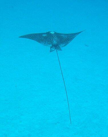474px-Spotted_eagle_ray.jpg