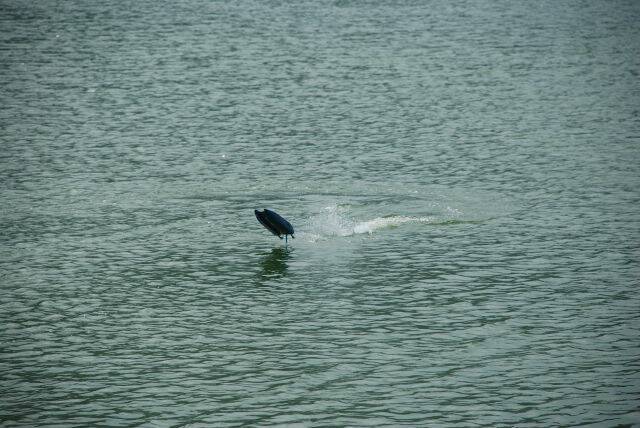 DSC_0620.JPG