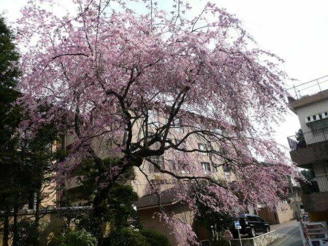 &#27185;花.jpg