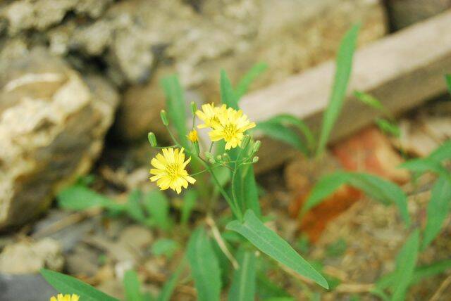 堅忍不拔的小花