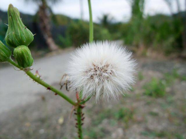 爛相機拍的