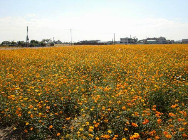 調整大小DSC00379.JPG