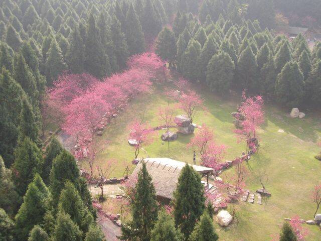 九族櫻花祭 (10).JPG