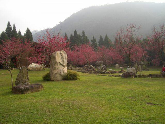 九族櫻花祭 (95).JPG