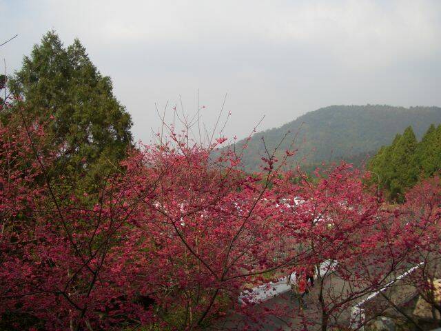 九族櫻花祭 (8).JPG