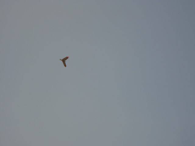 DSC01510.JPG
