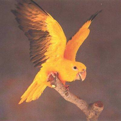 183_Golden_Conure[1].jpg