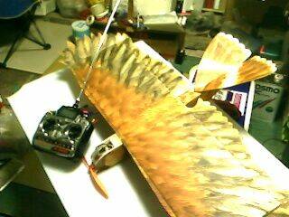 IMG0294A.jpg