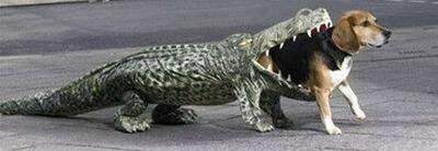 funny-dog-costume.jpg