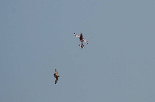 DSC_0238a.jpg