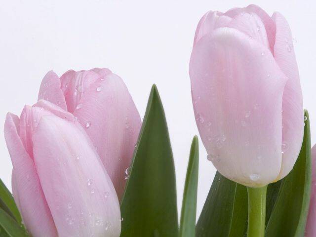 tn65yKDg_1024x768.jpg