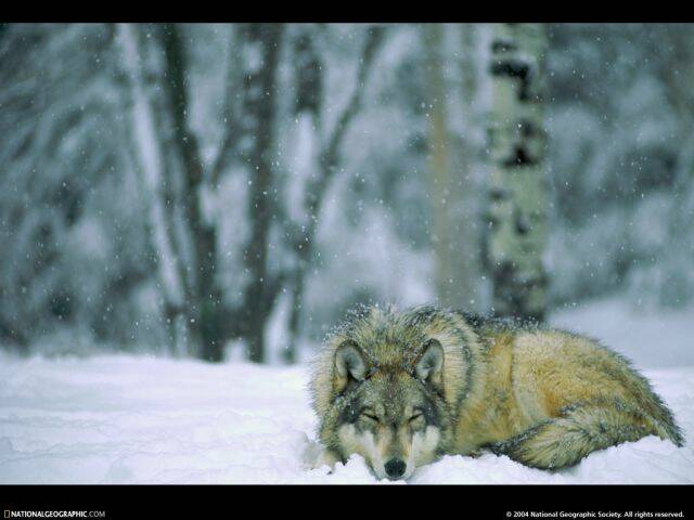 napping-wolf-513253-lw.jpg