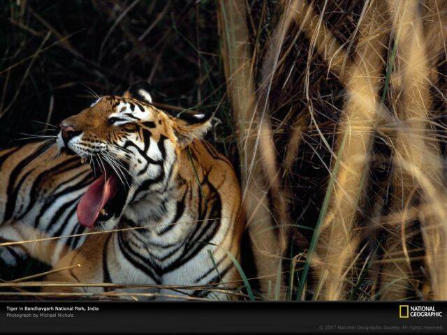 yawning-tiger-india-512809-lw.jpg