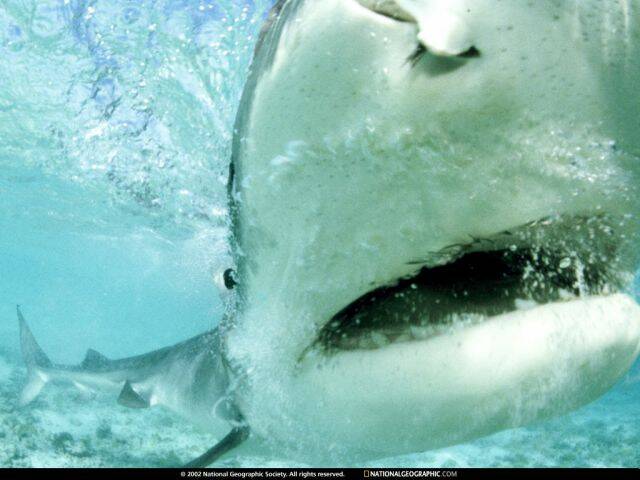tiger-shark-close-up-516117-lw.jpg