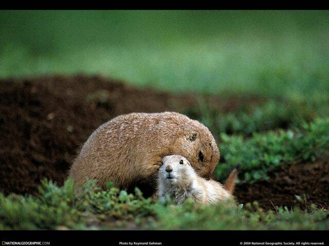 prairie-dog-snuggle-517706-lw.jpg