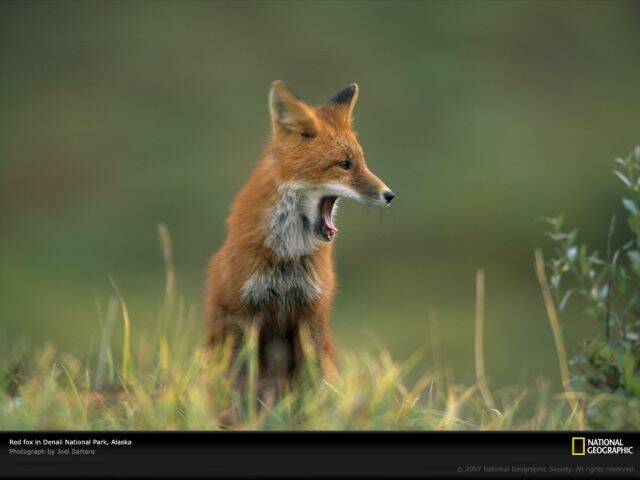 fox-denali-alaska-644060-lw.jpg