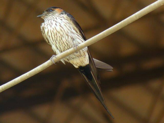 P1000884.jpg