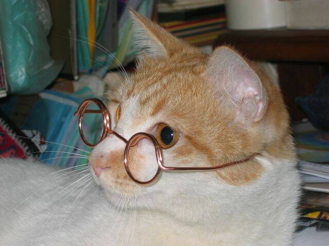 家貓喬.JPG