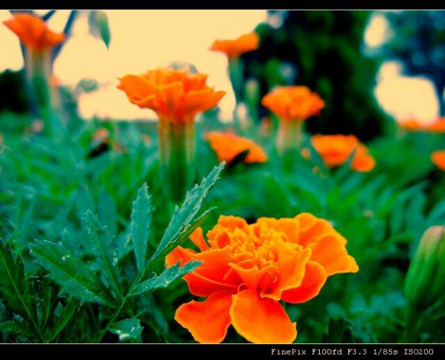 成功海濱公園(野菊)