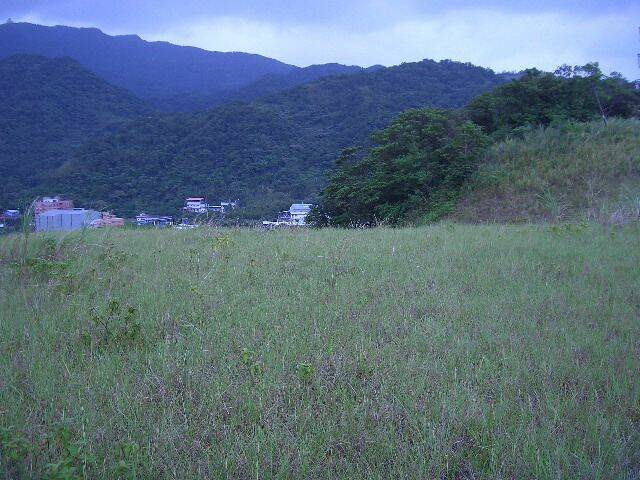 有草地