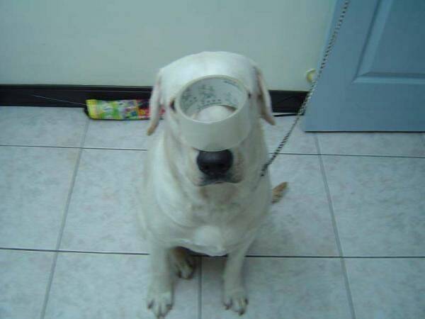 狗狗3.jpg