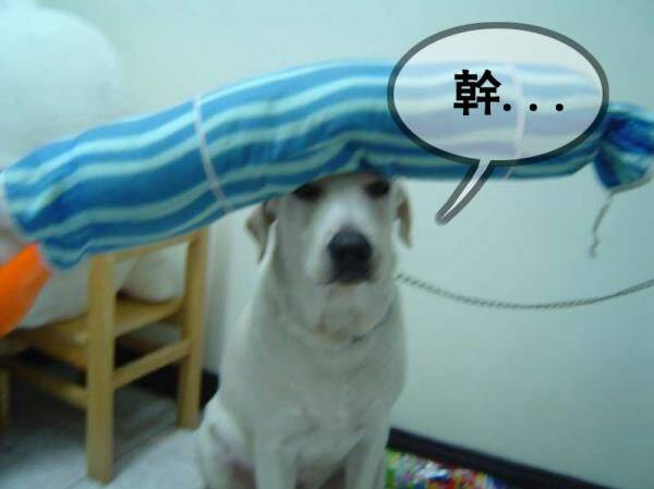 狗狗7.jpg
