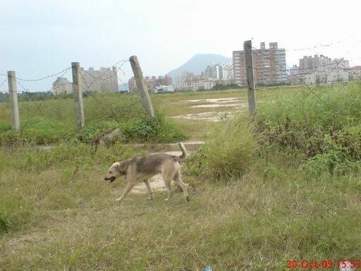 偶是小黃