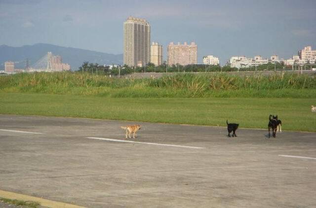dogs.jpg