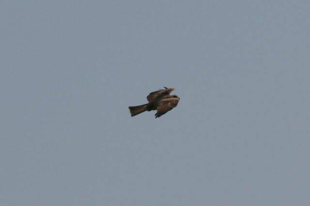 IMG_7965.JPG