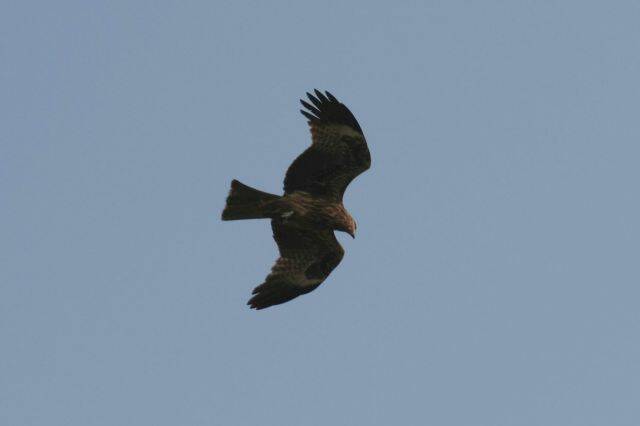 IMG_7971.JPG