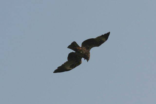 IMG_7972.JPG
