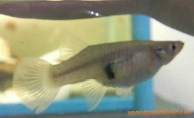 大肚魚.jpg