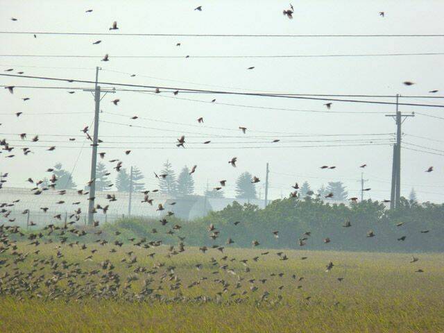 P1000377-1.jpg