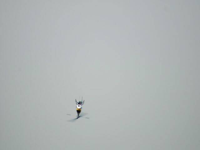 DSC_0986.jpg