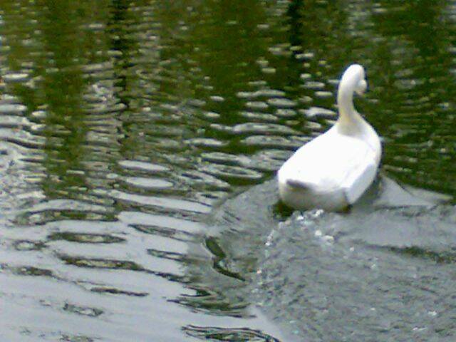 20100217994.jpg