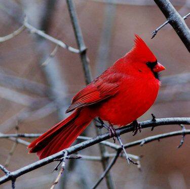 male-cardinal.jpg
